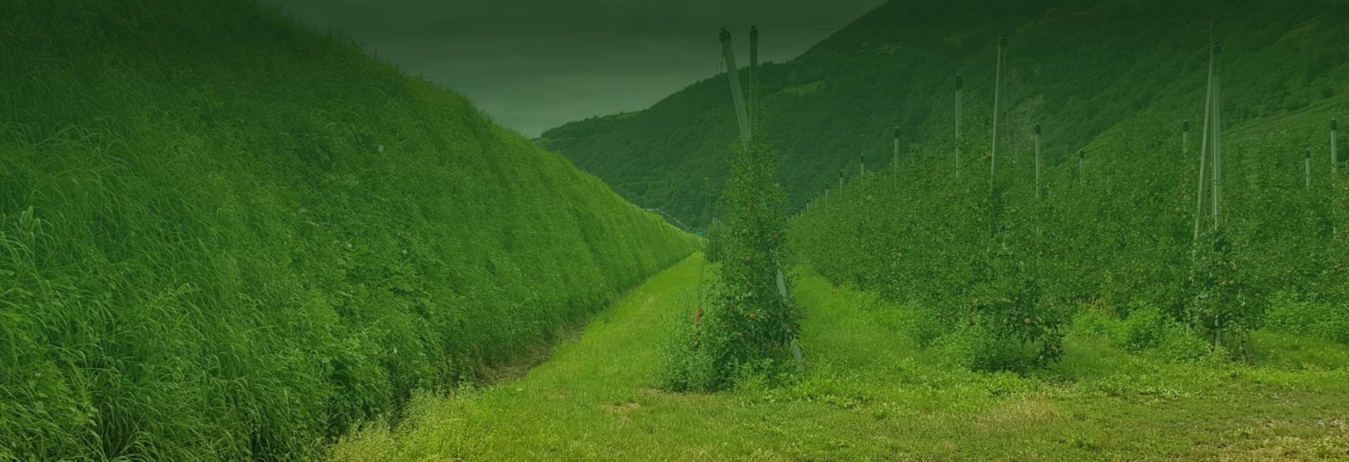 Pendio erboso con frutteto e pali di sostegno per barriere paramassi